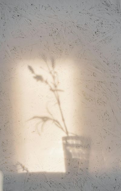 shadow of a plant on the wall